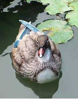 LINE_ALBUM_鳥16¥139_231113_5.jpg